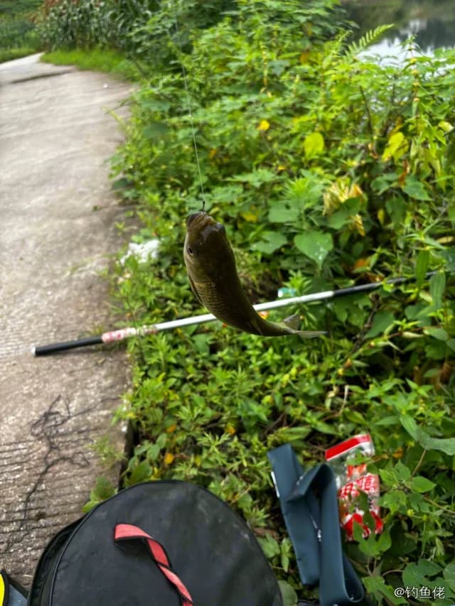 草鱼钓获 0.2kg