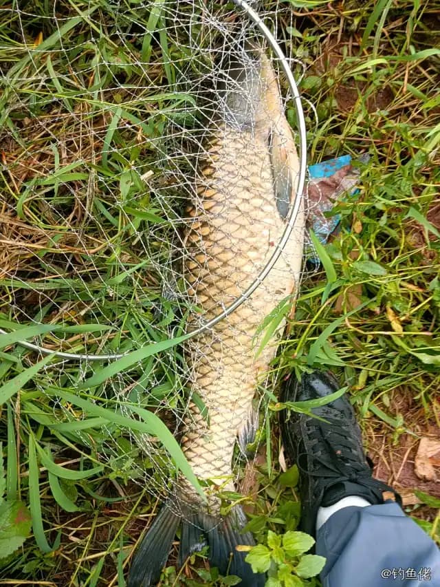草鱼钓获 4.7kg