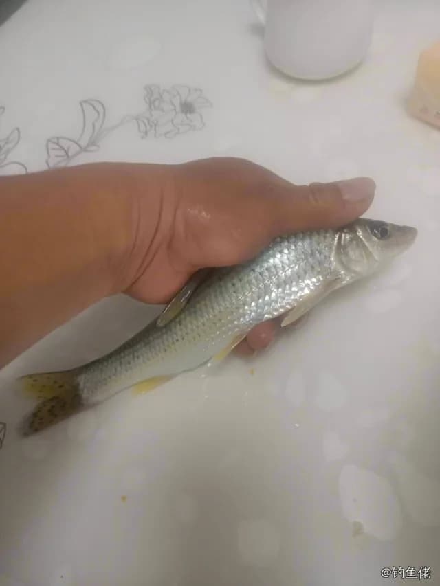 花䱻钓获 0.05kg
