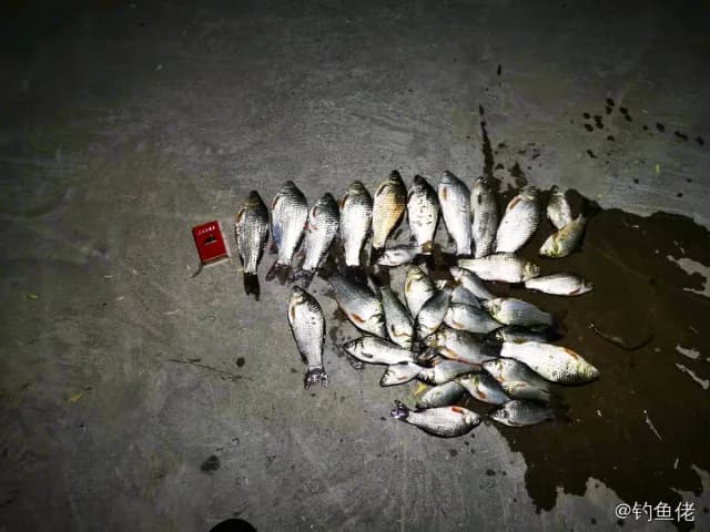 鲫鱼钓获 0.4kg