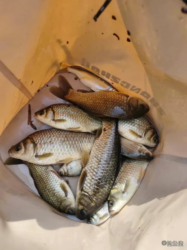 鲫鱼钓获 0.45kg