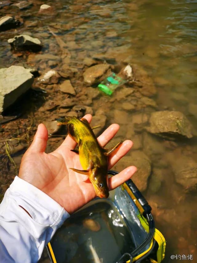 黄颡鱼钓获 0.1kg