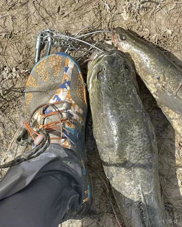 乌鳢钓获 4.3kg