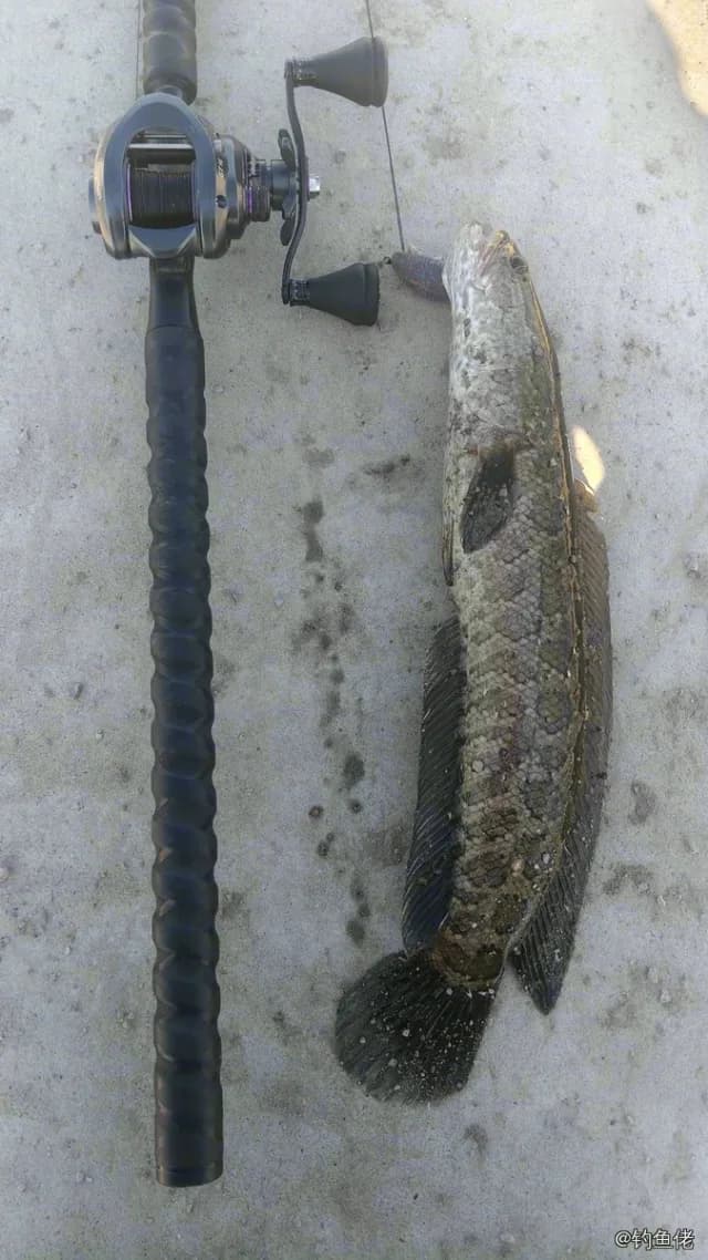 乌鳢钓获 1kg