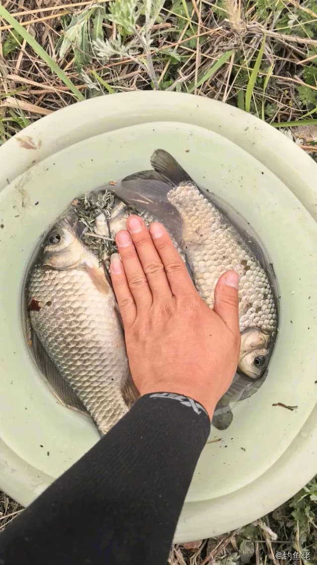 鲫鱼钓获 0.7kg
