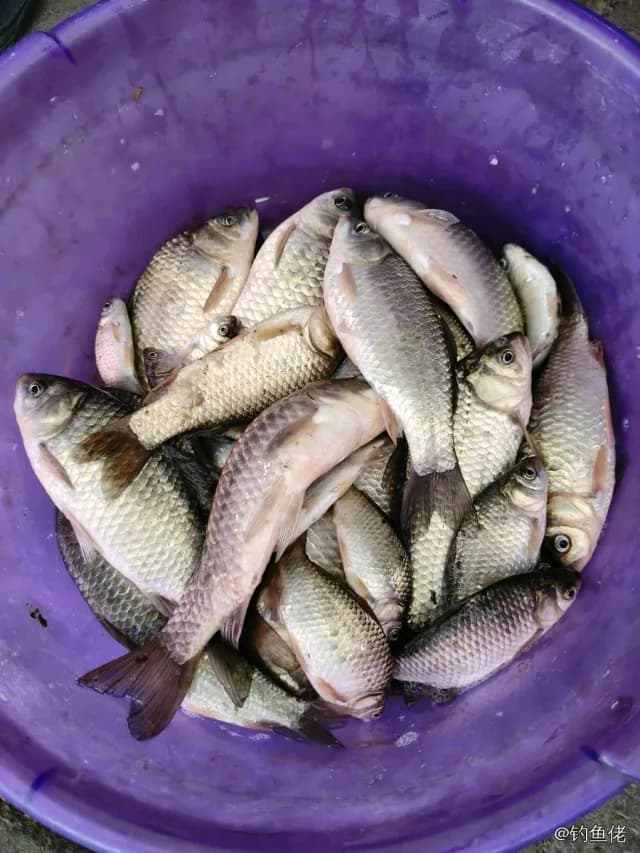 鲫鱼钓获 0.5kg