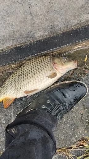 鲤鱼钓获 4kg