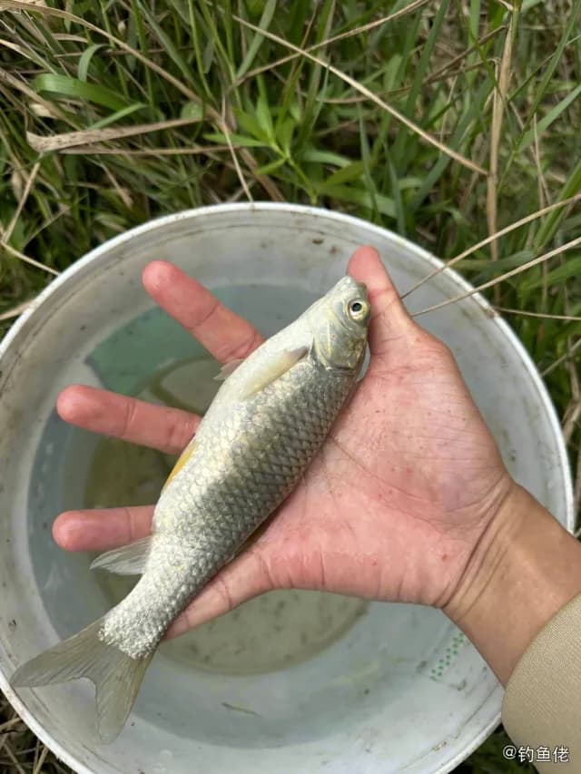 草鱼钓获 0.7kg
