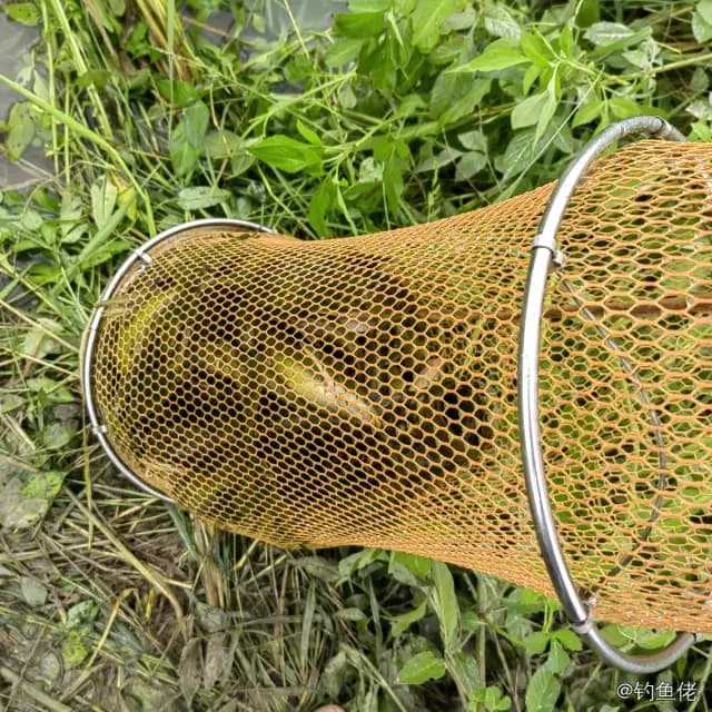 黄颡鱼钓获 1kg