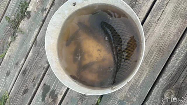 鲤鱼钓获 1kg