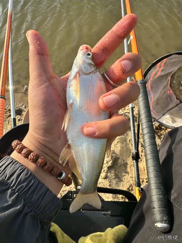 翘嘴鲌钓获 3kg