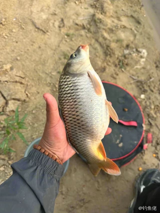 鲤鱼钓获 6kg