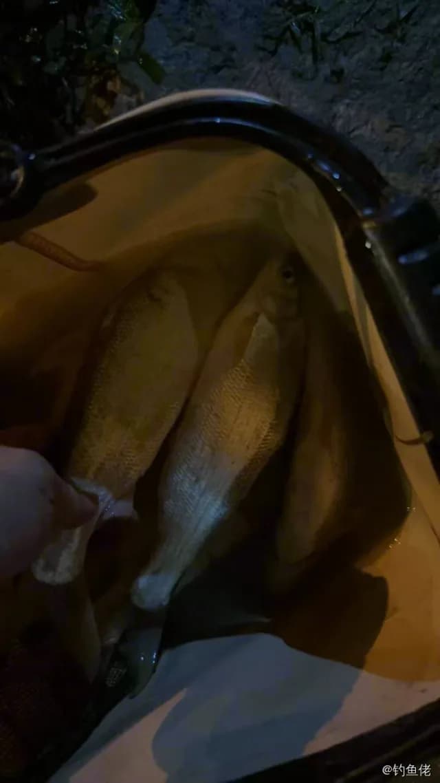 黄尾鲴钓获 0.3kg