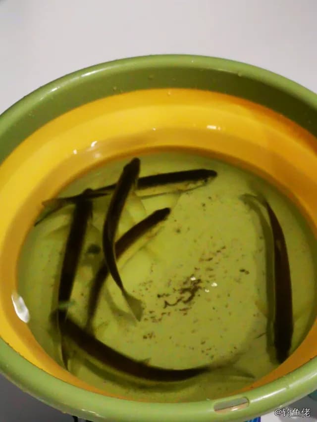 白条钓获 0.3kg