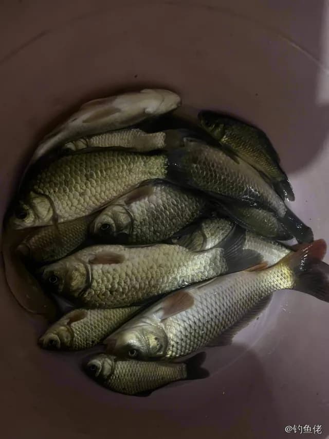鲫鱼钓获 0.45kg