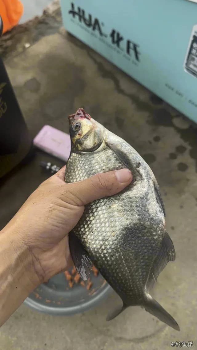 团头鲂钓获 0.5kg