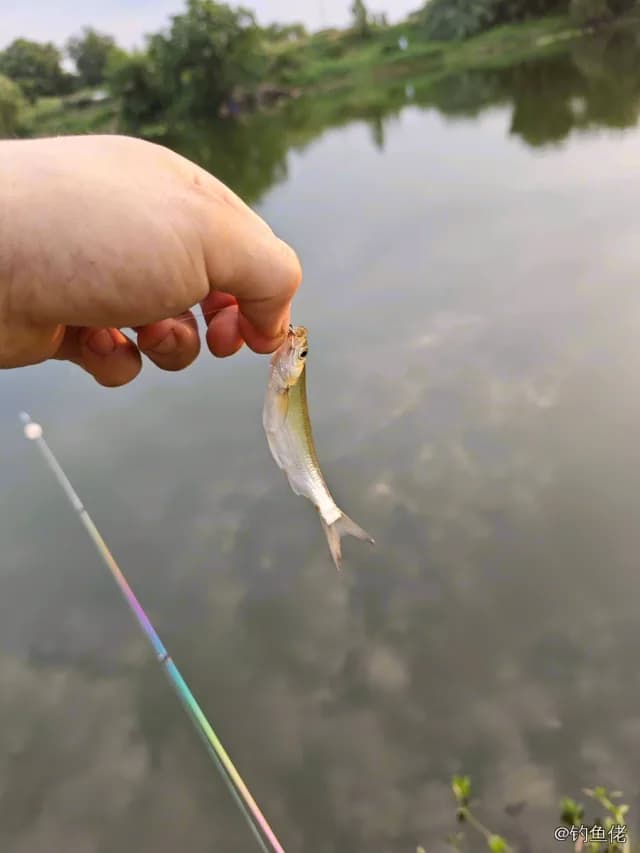白条钓获 0.15kg