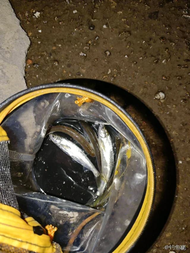 白条钓获 0.2kg