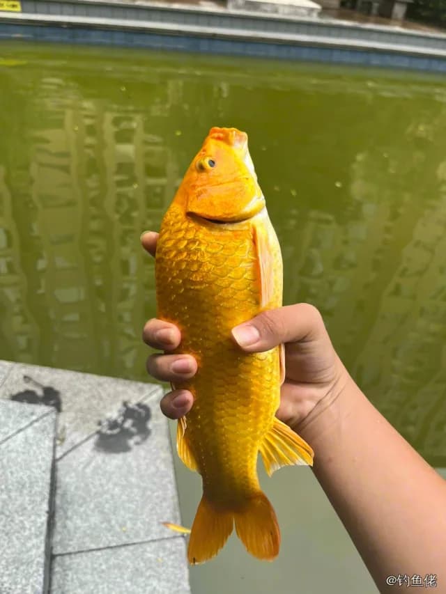 鲤鱼钓获 0.8kg