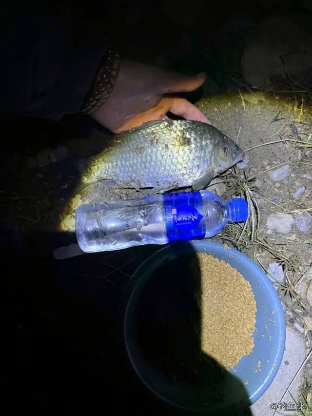 鲫鱼钓获 0.7kg