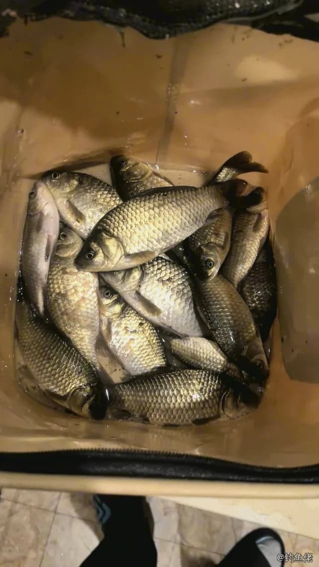 鲫鱼钓获 0.45kg