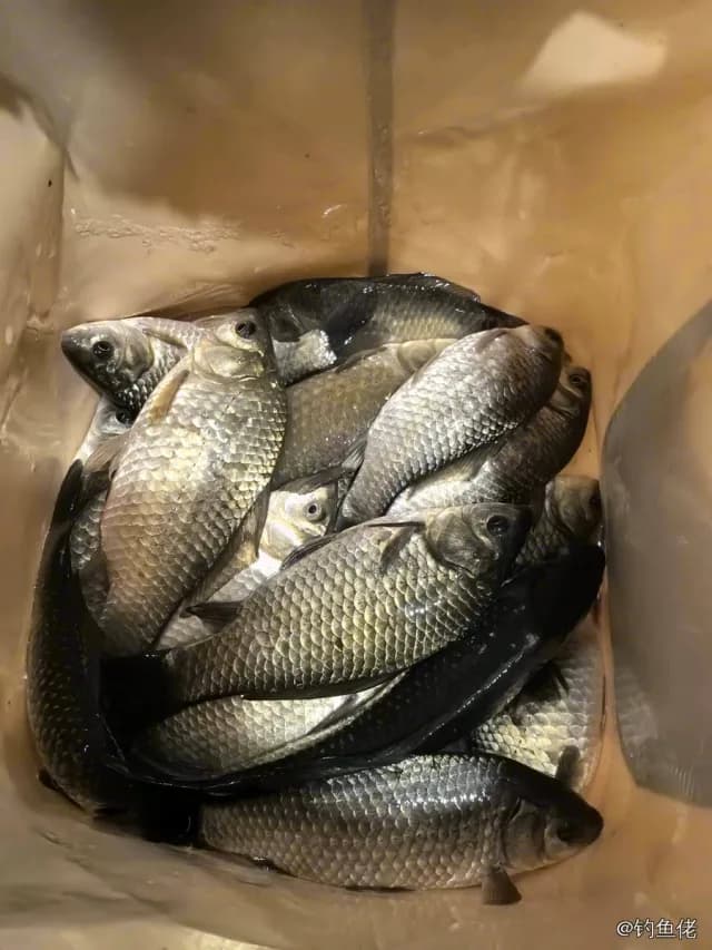 鲫鱼钓获 0.45kg