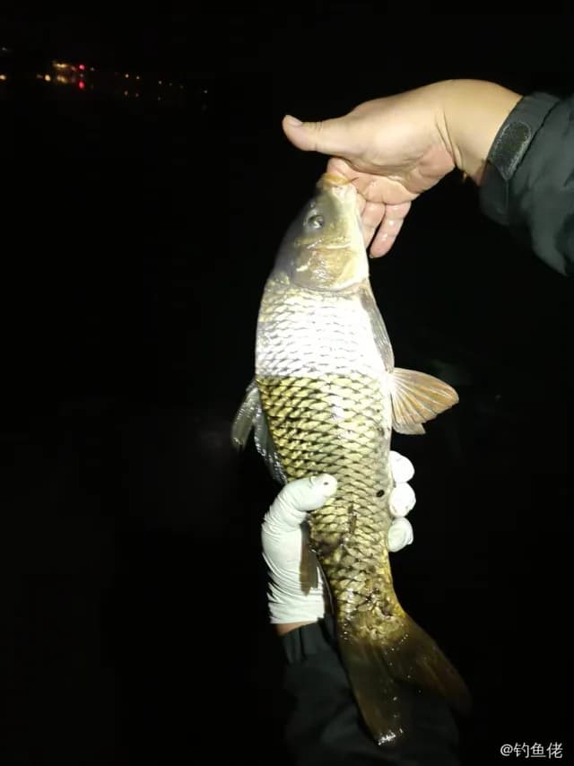 鲤鱼钓获 6kg