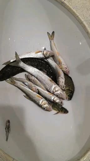 唇䱻钓获 1kg