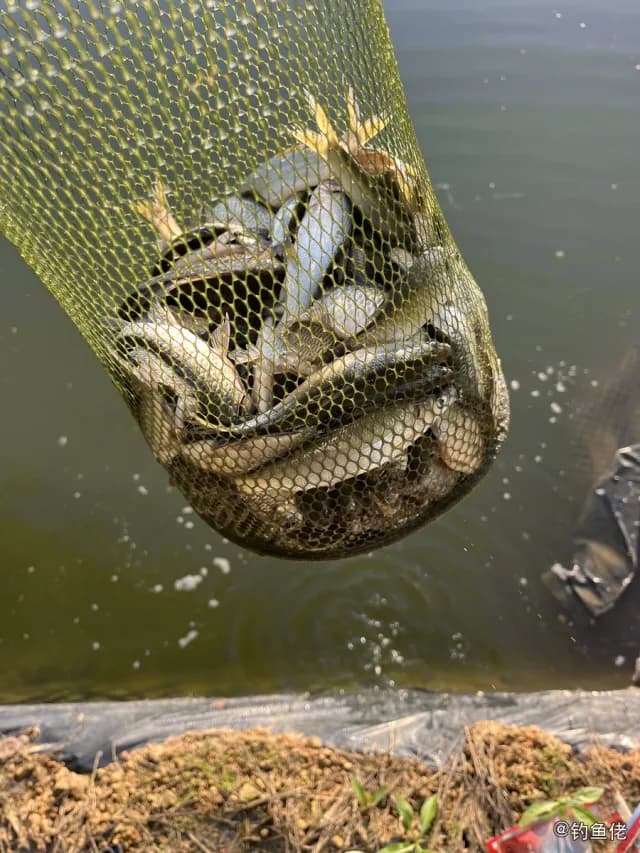 黄尾鲴钓获 0.25kg