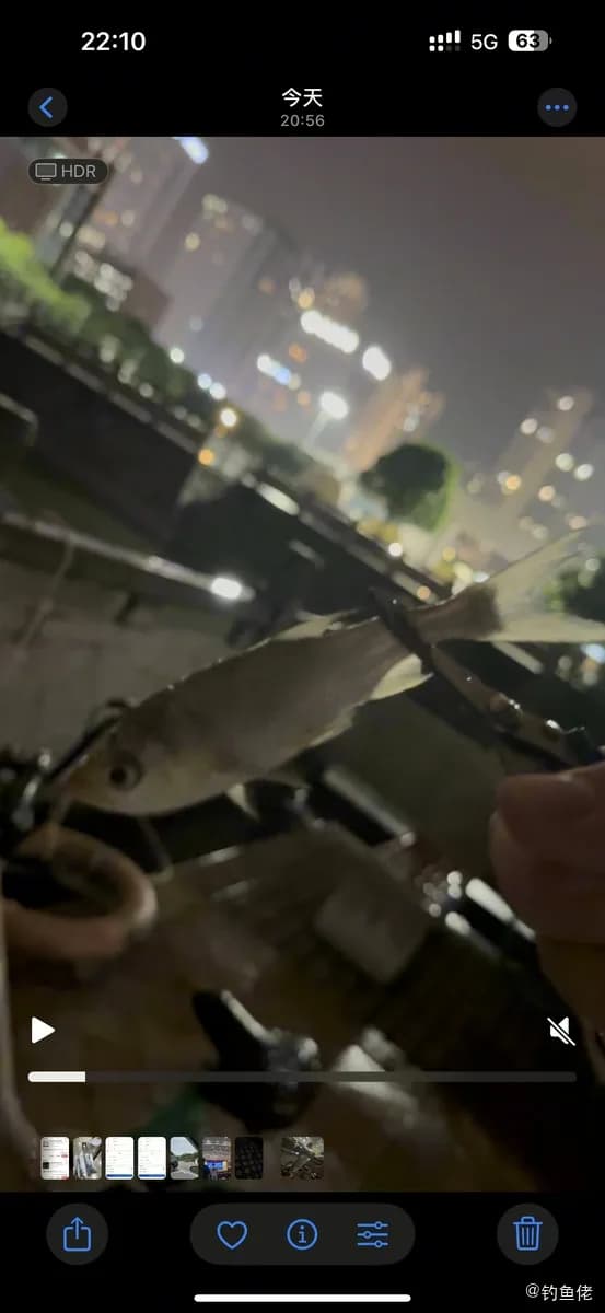 鲢鱼钓获 0.3kg