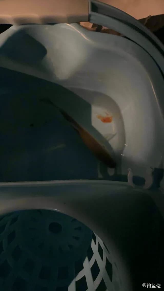 大口黑鲈钓获 0.9kg