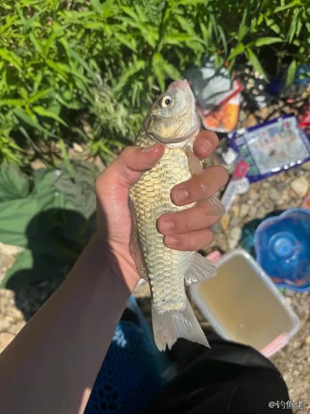 鲫鱼钓获 0.45kg