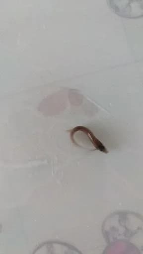 泥鳅钓获 0.1kg