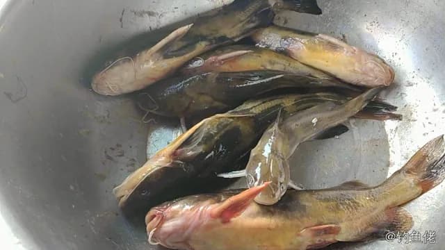 黄颡鱼钓获 0.03kg
