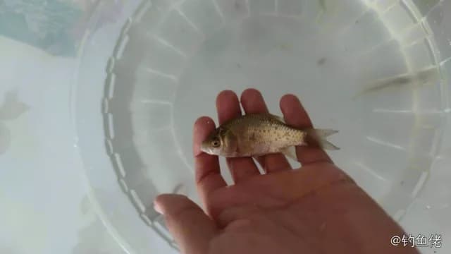 鲫鱼钓获 0.45kg