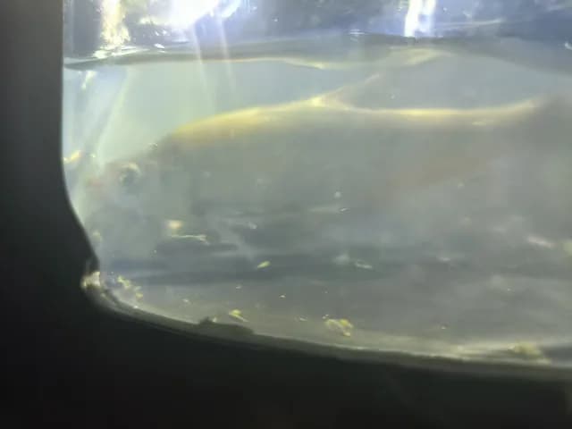 翘嘴鲌钓获 0.1kg