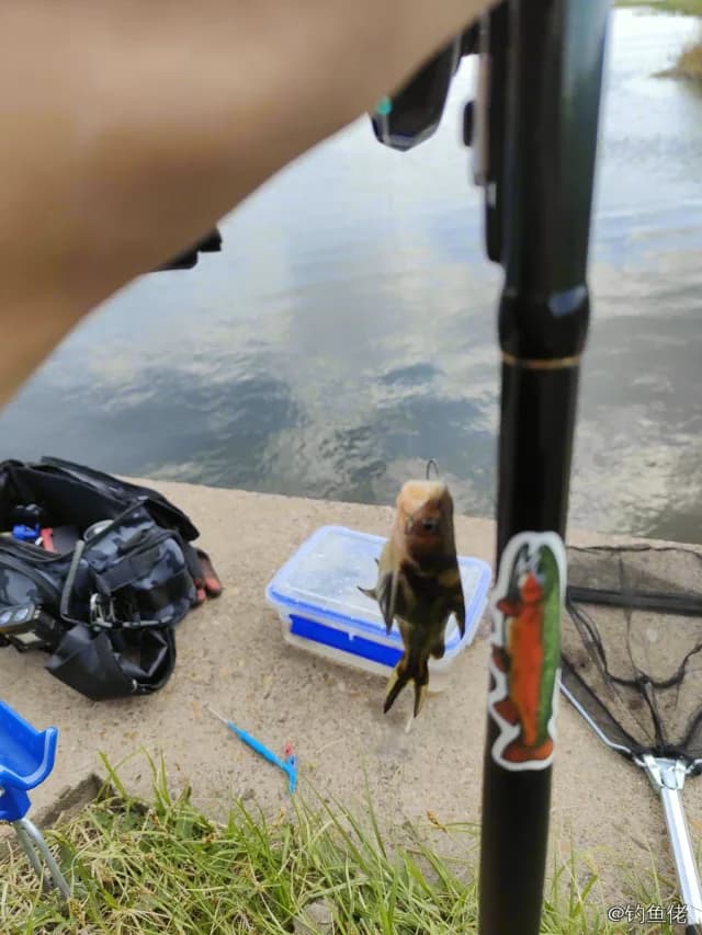 黄颡鱼钓获 2kg