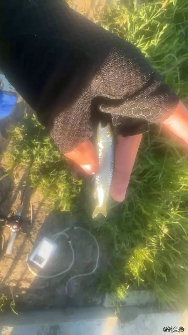 马口鱼钓获 0.01kg