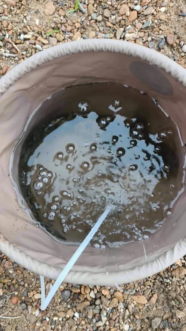 鲶鱼钓获 1kg