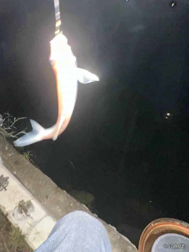 翘嘴鲌钓获 3kg