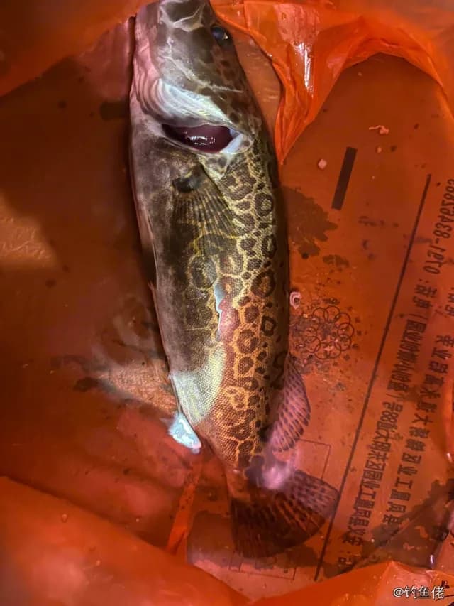 斑鳜钓获 1kg
