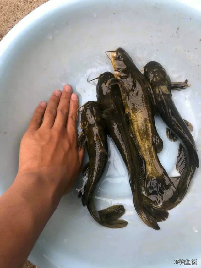 黄颡鱼钓获 0.03kg