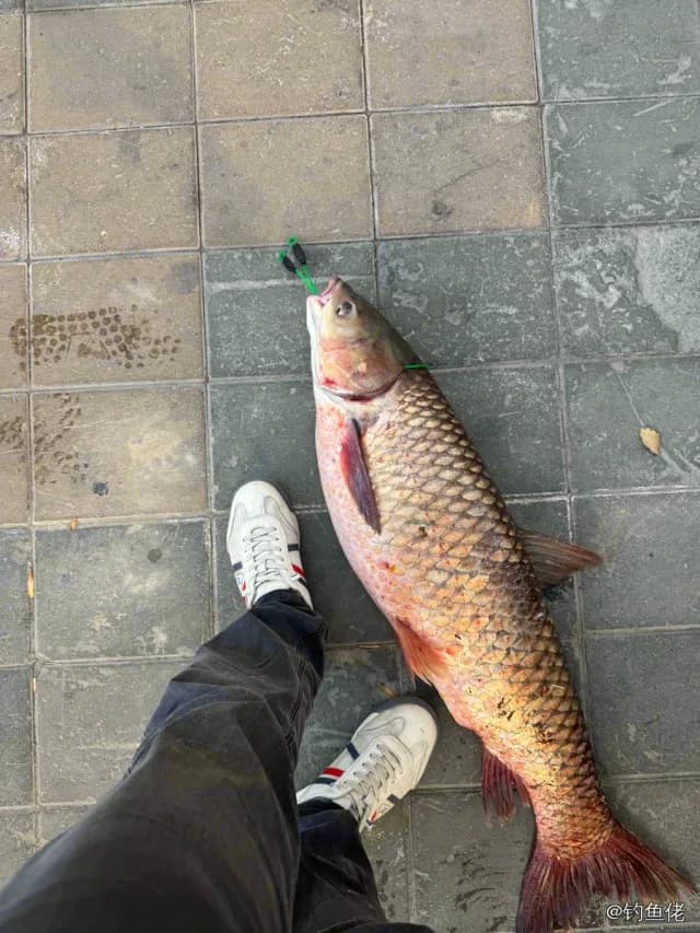 草鱼钓获 11.8kg