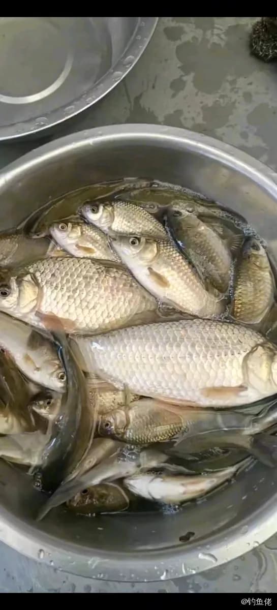 鲫鱼钓获 0.45kg