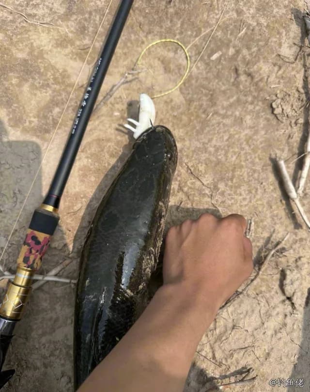 乌鳢钓获 1.5kg