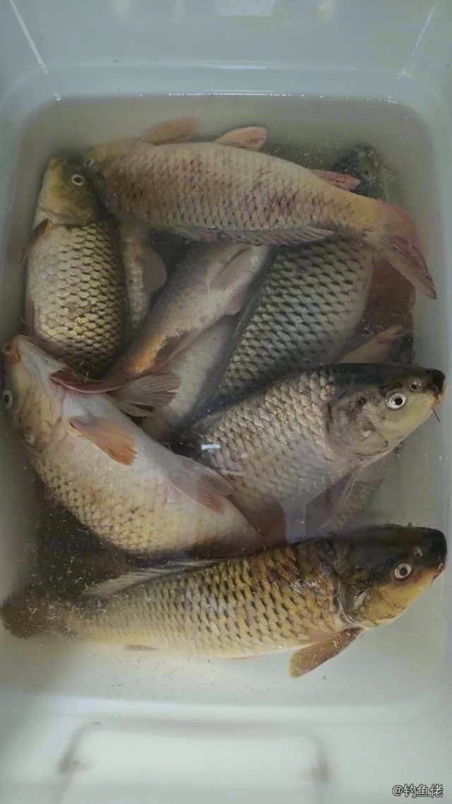 鲤鱼钓获 1.8kg