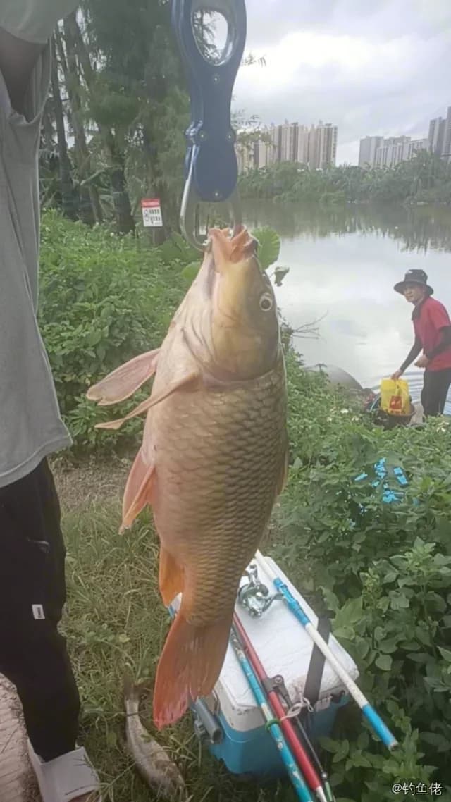 鲤鱼钓获 4kg
