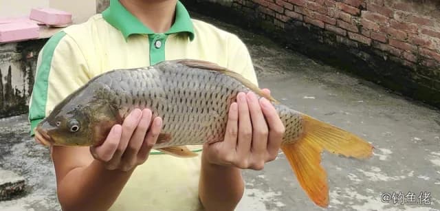 鲤鱼钓获 2.3kg