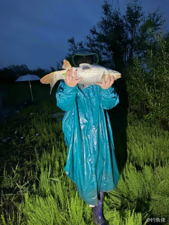 鲤鱼钓获 3.9kg
