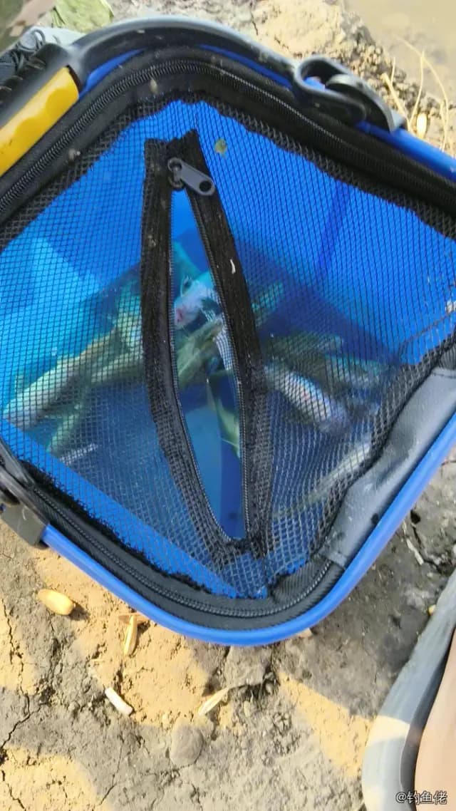 鲤鱼钓获 12kg
